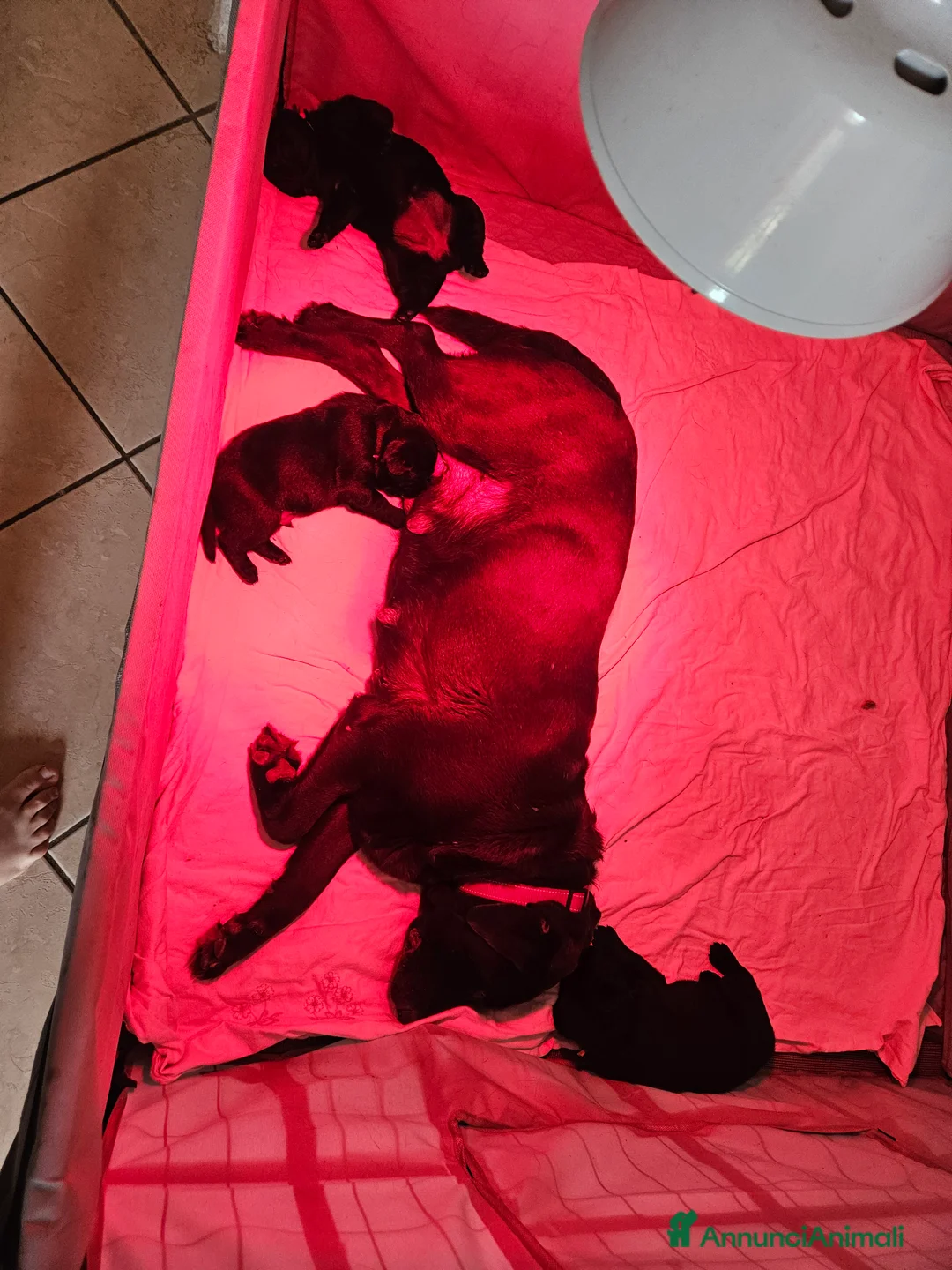 Labrador cani in vendita: Cucciolo Labrador Retriever nero - Annuncio 5