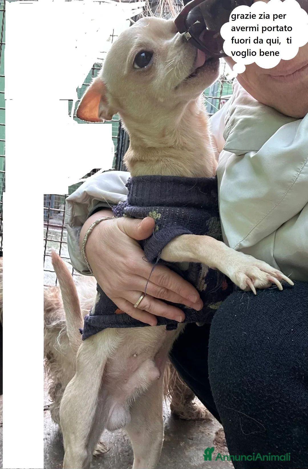 Chihuahua cani in regalo: CHIHUAHUA mix - Annuncio 1