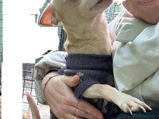 Chihuahua cani CHIHUAHUA mix - Annuncio 1