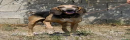 Meticcio cani in regalo: Pippo in adozione - Annuncio 5