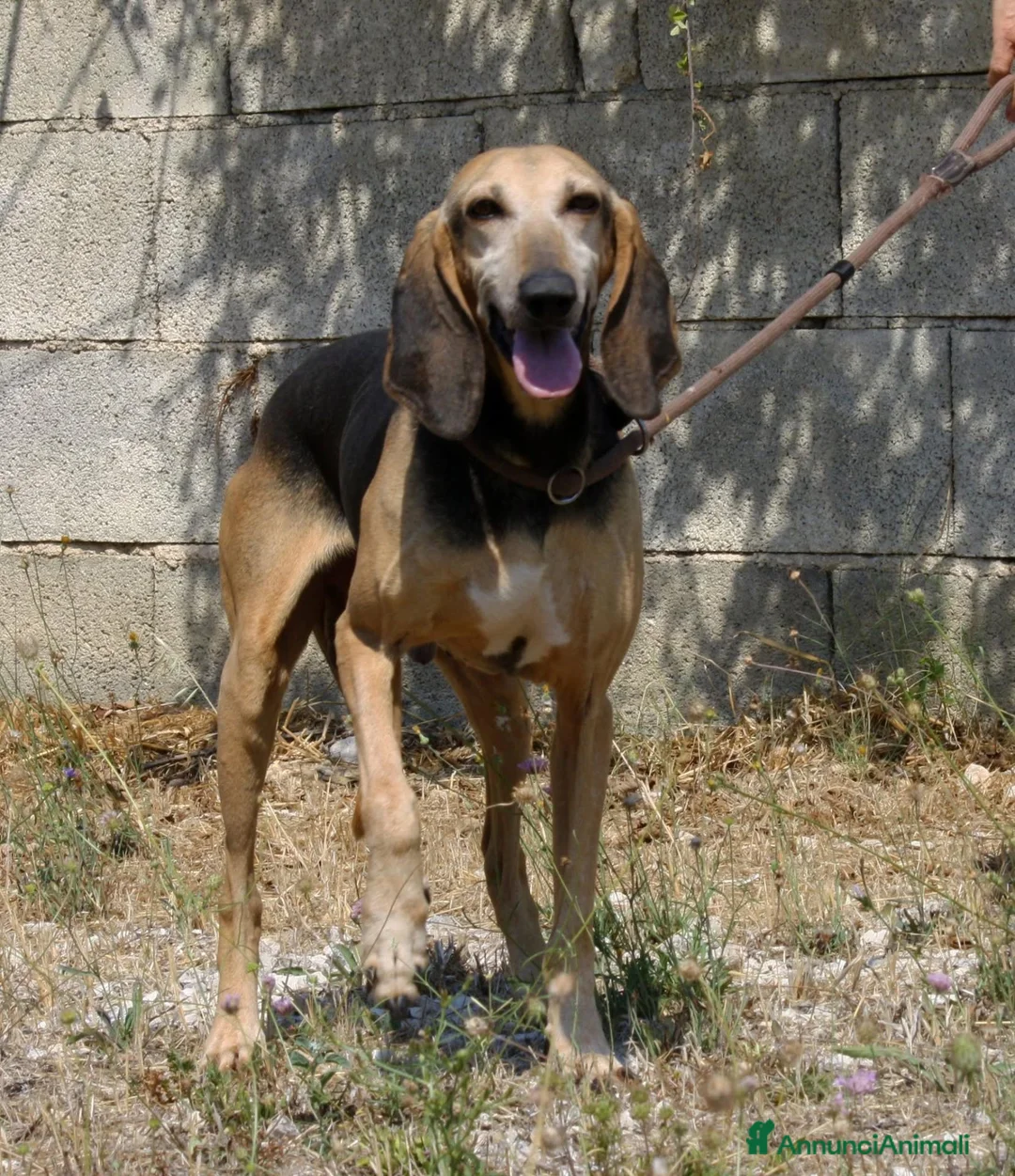 Meticcio cani in regalo: Pippo in adozione - Annuncio 5