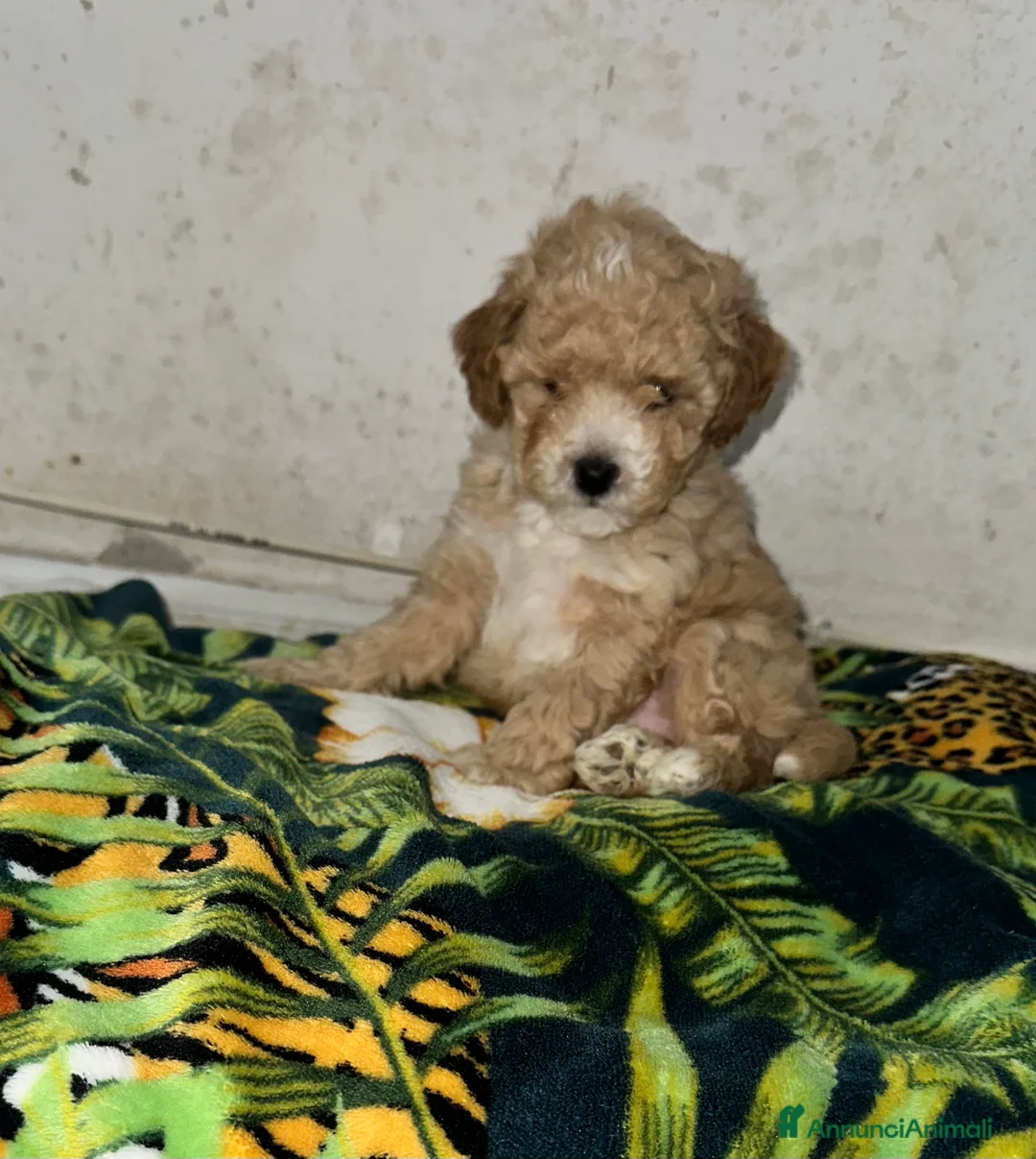 Barboncino Toy cani in vendita: Barboncino Toy maschietto  - Annuncio 5