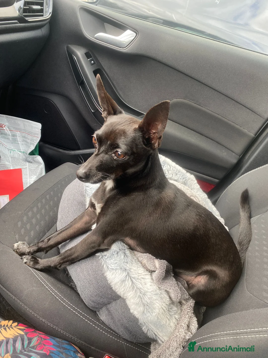 Pinscher Miniatura cani in regalo: Kikko pinscher affettuoso - Annuncio 7