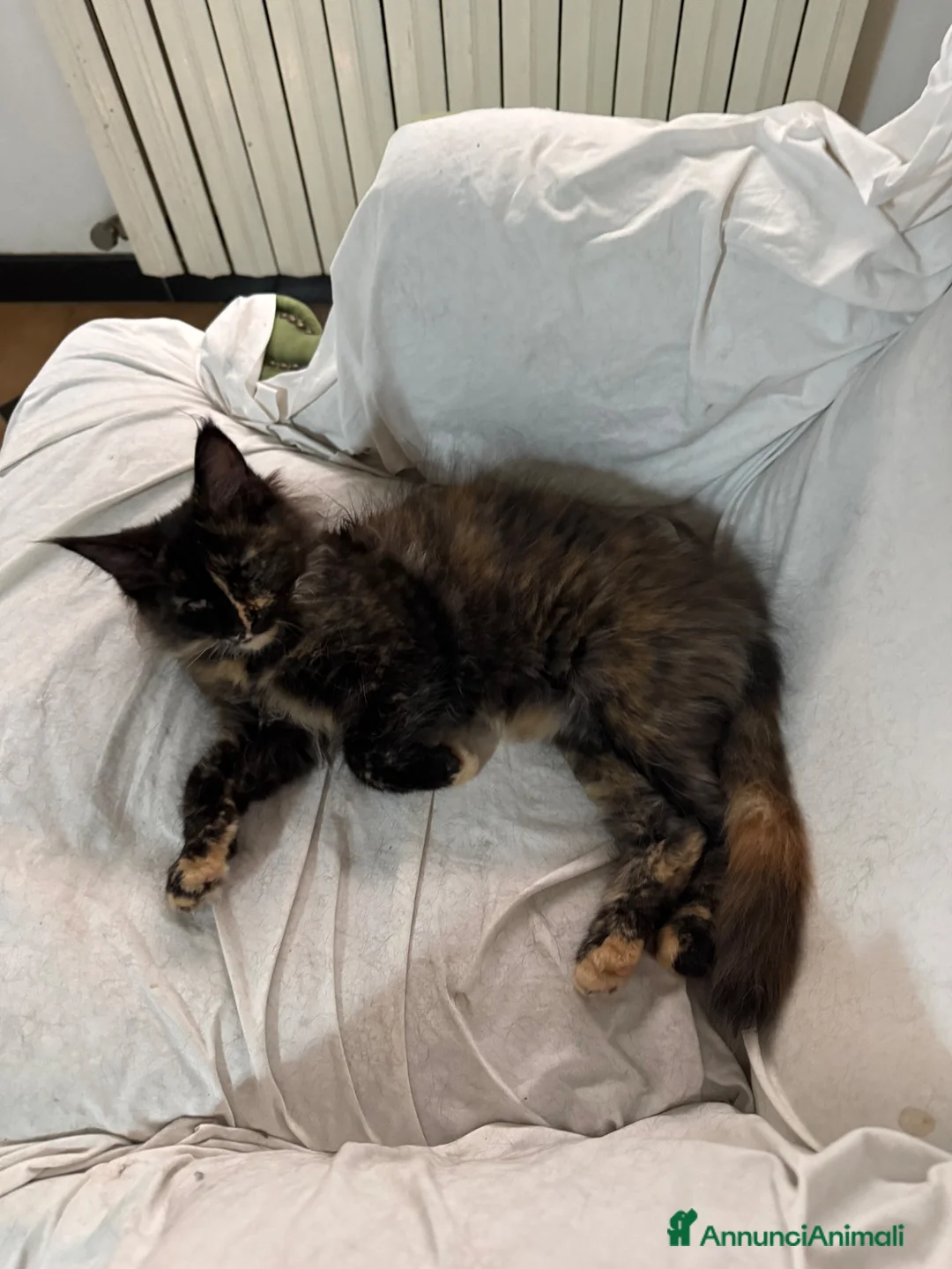 Maine Coon gatti in vendita: Maine Coon a Città metropolitana di Roma Capitale - Annuncio 18