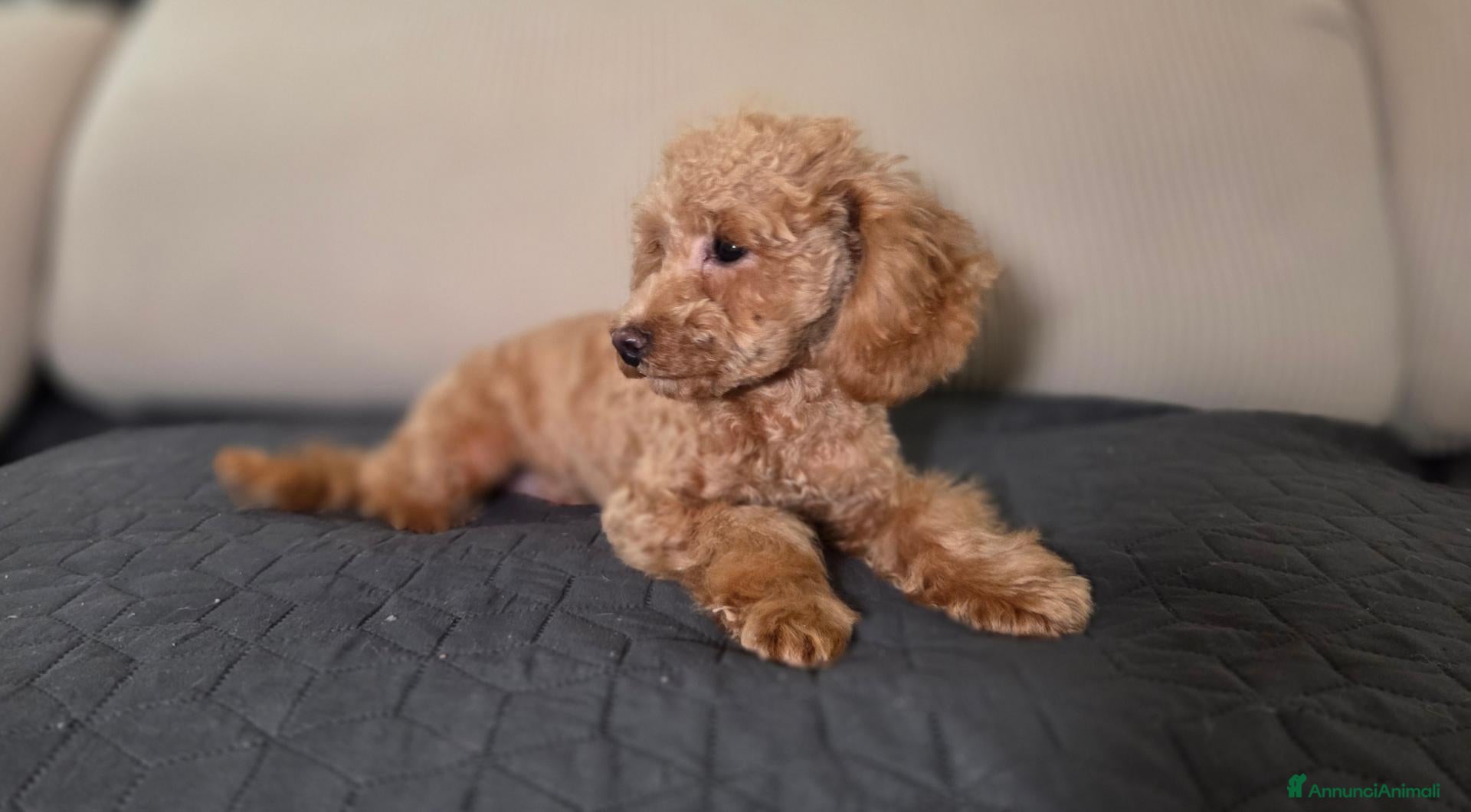 Barboncino Toy cani Barboncino mini toy - Annuncio 2