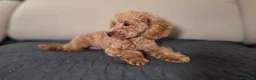 Barboncino Toy cani in vendita: Barboncino mini toy - Annuncio 1