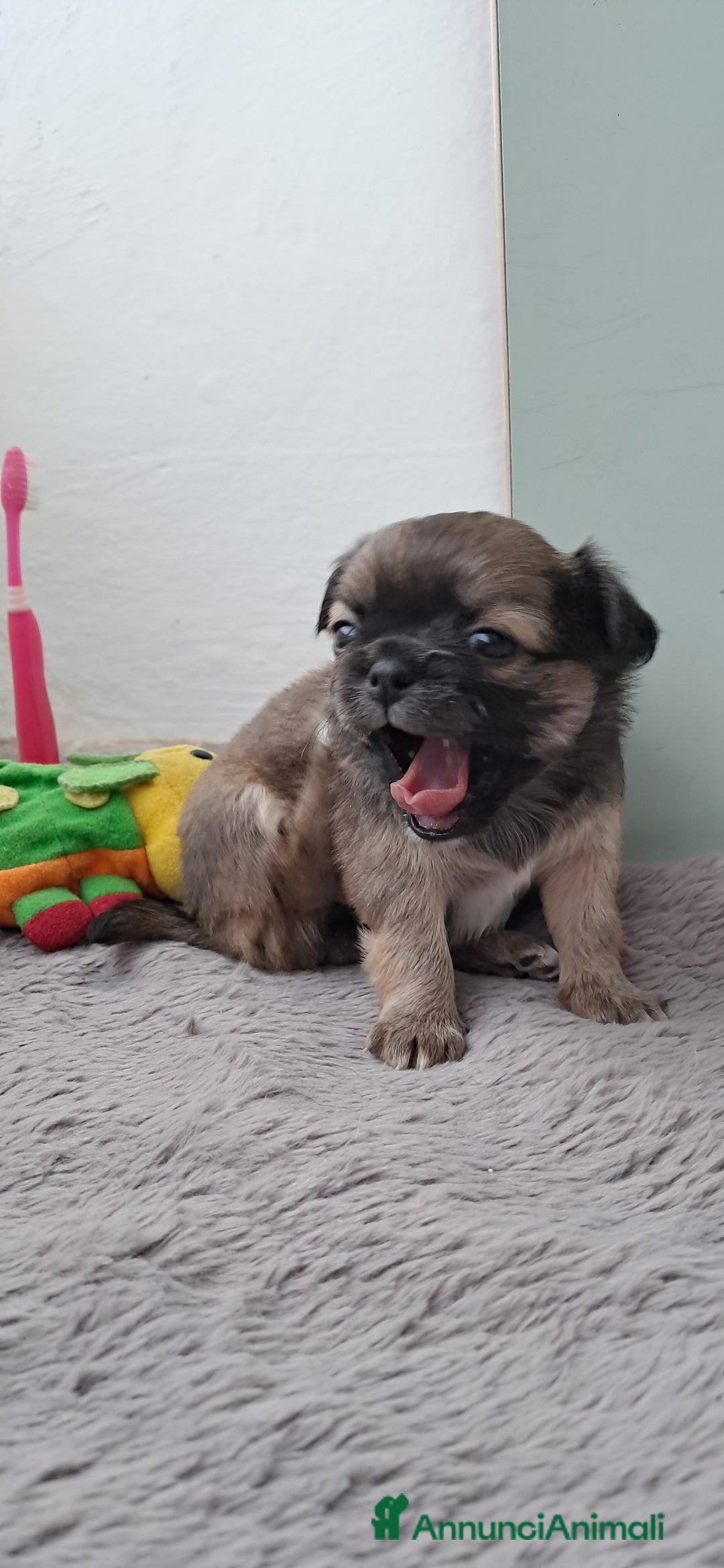 Chihuahua cani in vendita: Cuccioli chihuahua pelo lungo - Annuncio 7