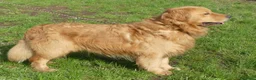 Golden Retriever cani per accoppiamento: Golden retriever maschio americano - Annuncio 2