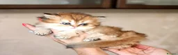 British gatti in vendita: British longhair  - Annuncio 6