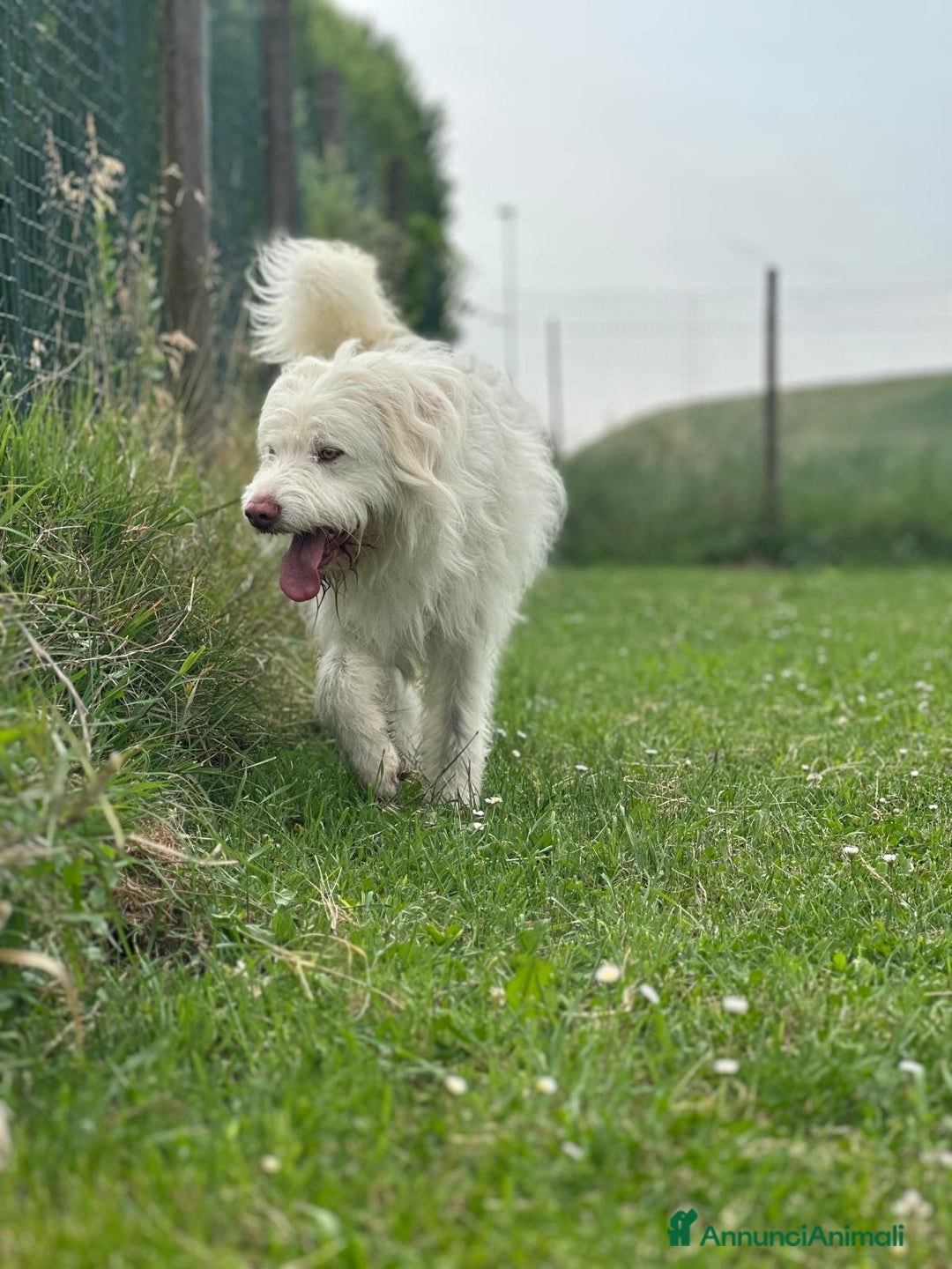 Meticcio cani in regalo: BUTTATO VIA DALLA SUA FAMIGLIA  - Annuncio 6