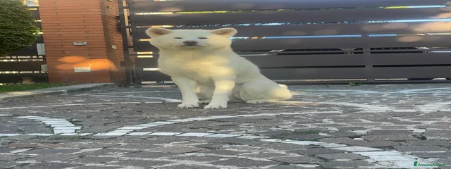 Yuki
