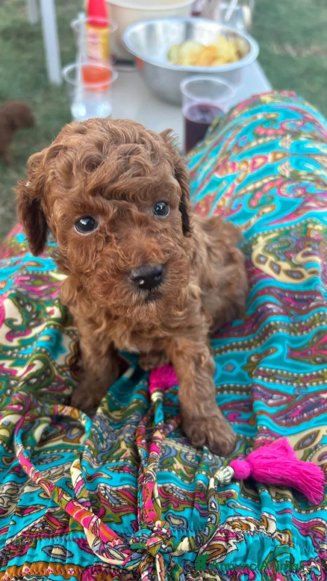 Barboncino Toy cani in vendita: Barboncino Toy Red  - Annuncio 14