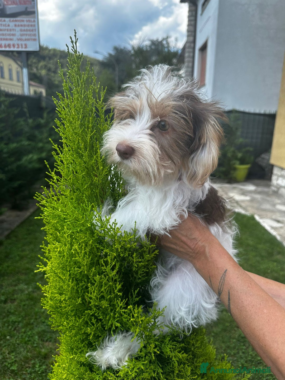 Yorkshire cani in vendita: Maschi di Yorkshire biewer  a Provincia di Bergamo - Immagine 7