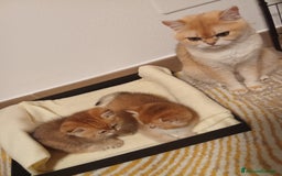 British gatti in vendita: Cucciole British Golden Cincillà  a Città metropolitana di Milano - Immagine 5