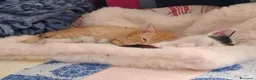 Meticcio gatti in regalo: Joy tutta vita  - Annuncio 8