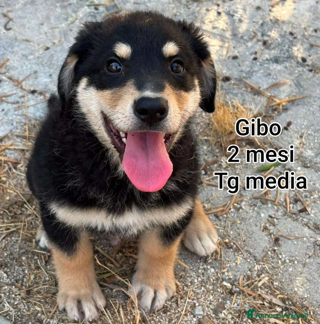 Meticcio cani in regalo: CUCCIOLI: URGENTE, TEMPO SCADUTO  a Provincia di Arezzo - Annuncio 10