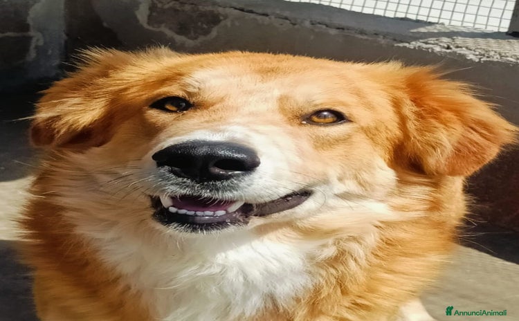 Golden Retriever cani a Provincia di Latina - Annuncio 1