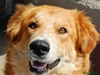 Golden Retriever cani AXL ROSE derivato golden cerca casa a Provincia di Latina - Annuncio 2