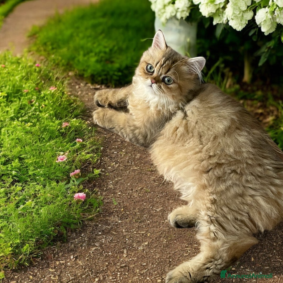 Persiano gatti in vendita: gatta persiana golden shaded di alta genealogia a Città Metropolitana di Bologna - Immagine 16