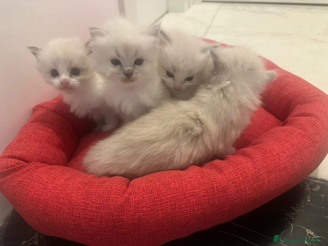 Ragdoll gatti in vendita: Tre cucciole di ragdoll, tre meraviglie! 🐾💙 - Annuncio 12