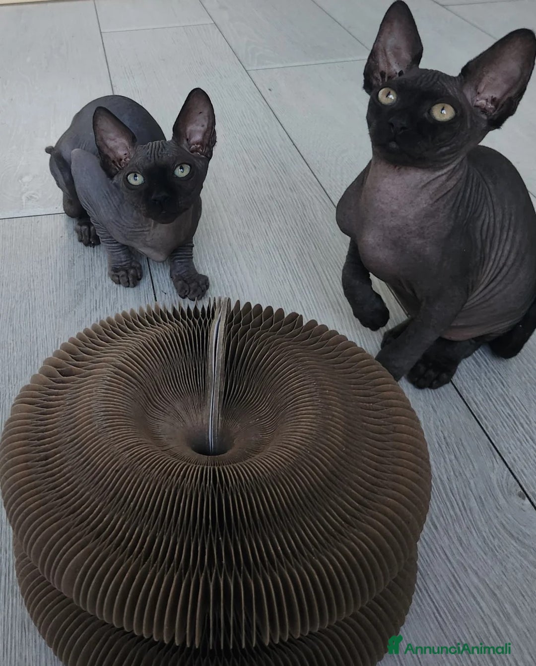 Sphynx gatti in vendita: Cuccioli di Sphynx in vendita a Città metropolitana di Palermo - Immagine 2