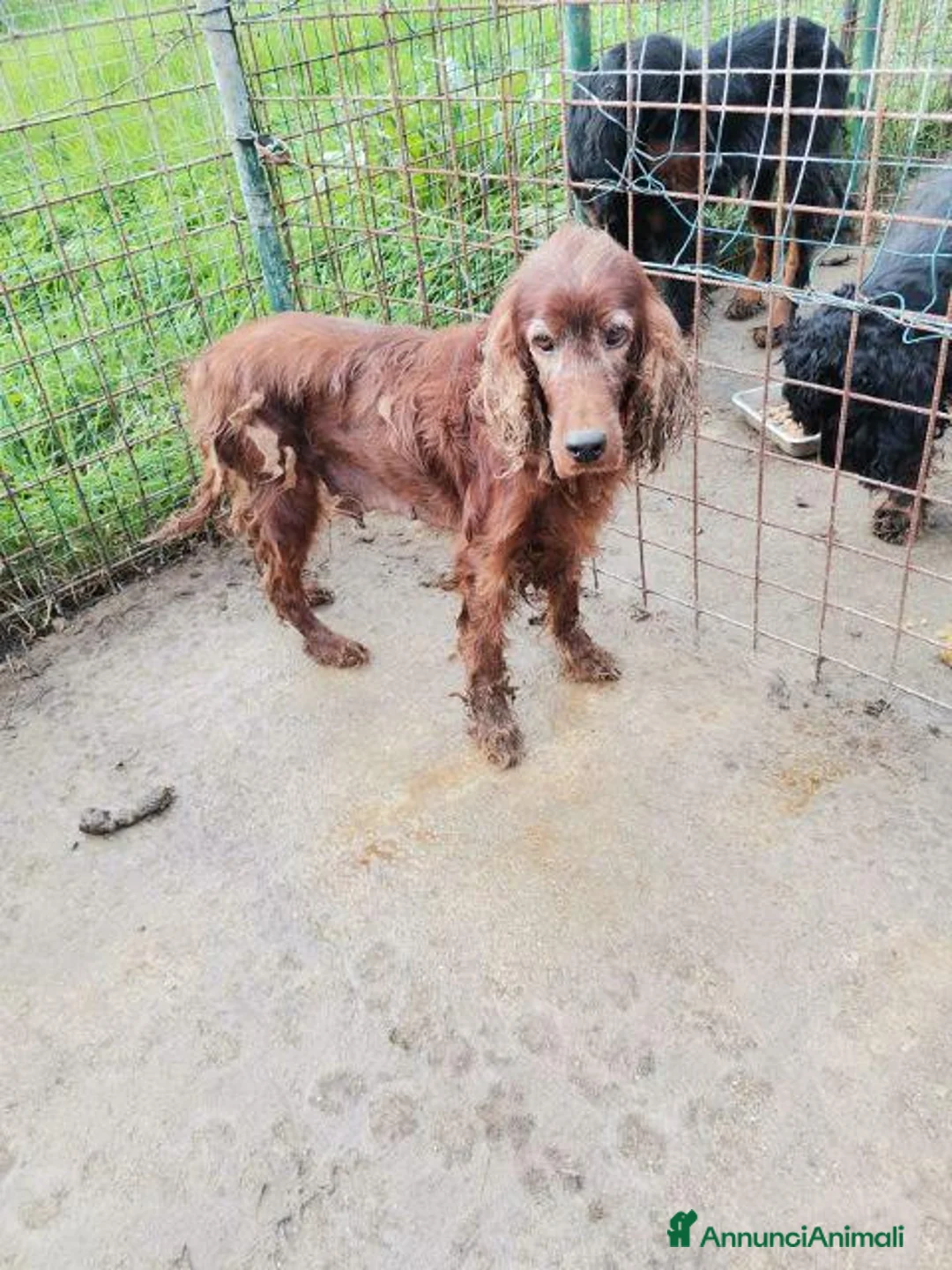 Setter Gordon cani in regalo: AVATAR e ASUKA setter in cerca di casa - Annuncio 2