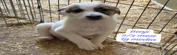 Meticcio cani in regalo: Cuccioli, non hanno chiesto di nascere  a Provincia di Brescia - Annuncio 6