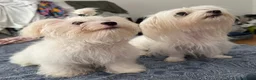 Maltese cani in vendita: Maltese Mini Toy  - Annuncio 4