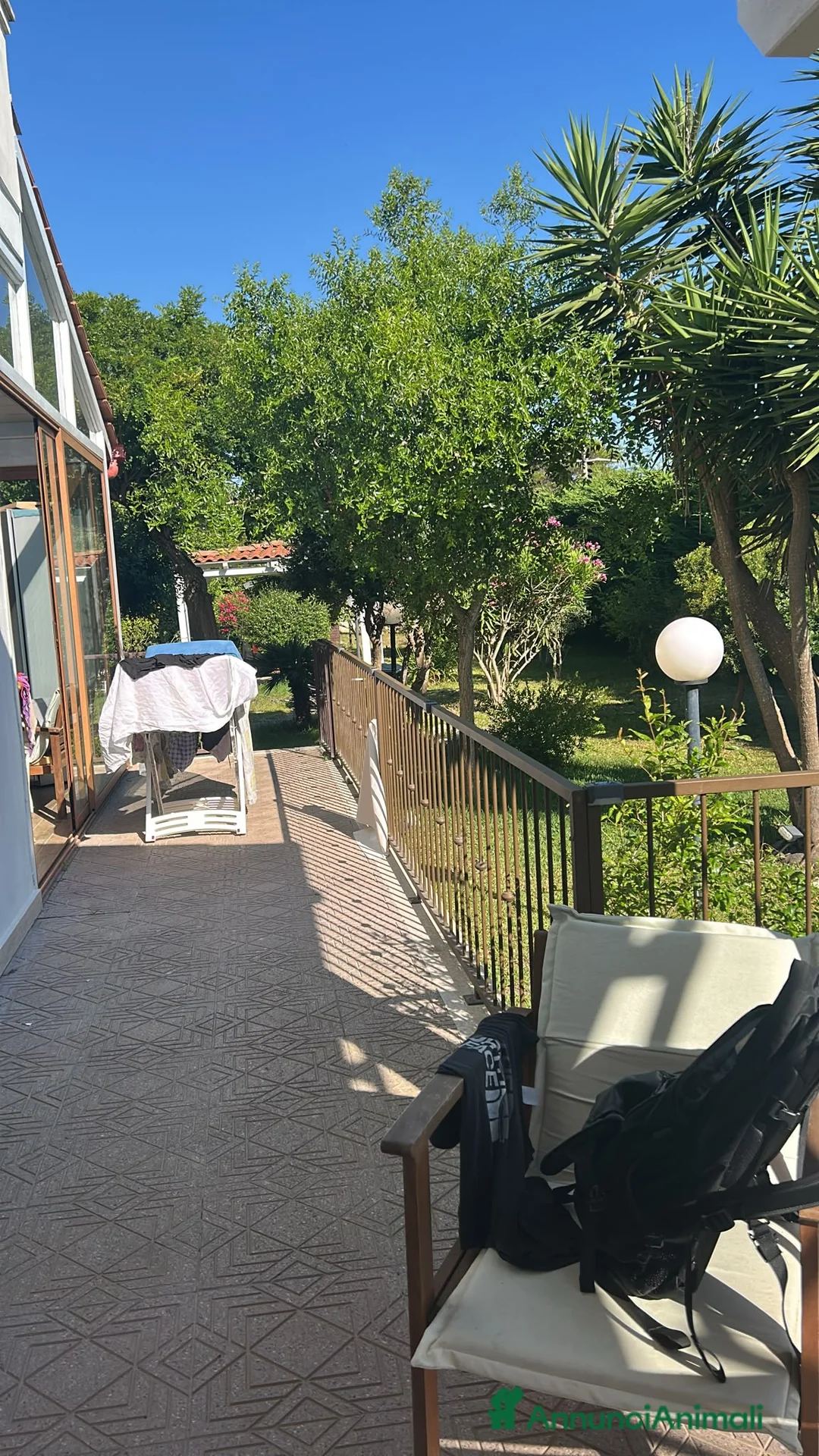 Barboncino cani in vendita: Barboncini - Annuncio 2
