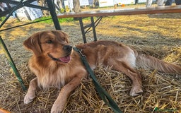 Golden Retriever cani per accoppiamento: Golden retriever maschio  - Immagine 4