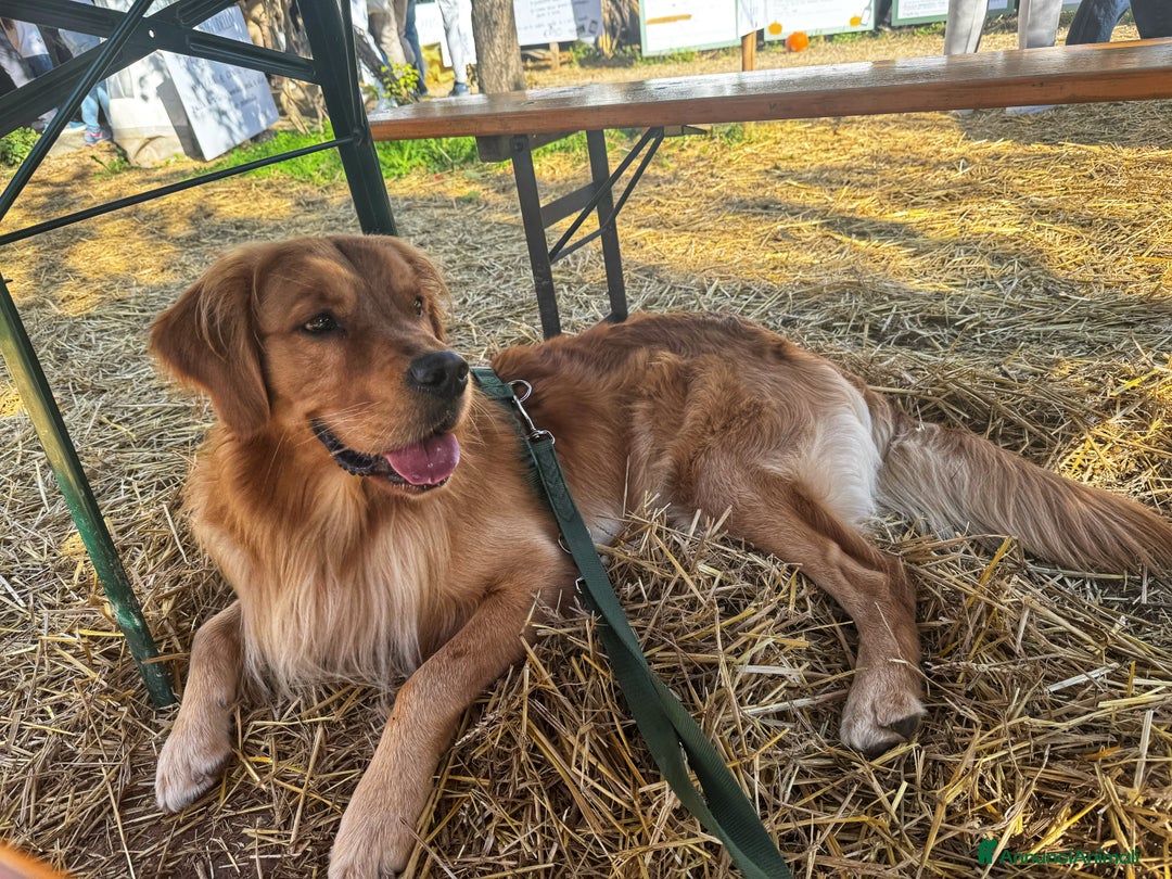 Golden Retriever cani per accoppiamento: Golden retriever maschio  - Immagine 4