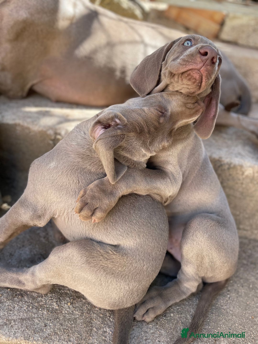 Weimaraner cani in vendita: Cuccioli di Weimarainer - Annuncio 3
