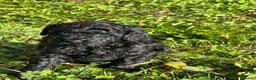 Barboncino cani in vendita: Cucciolo di barboncino total black - Annuncio 3