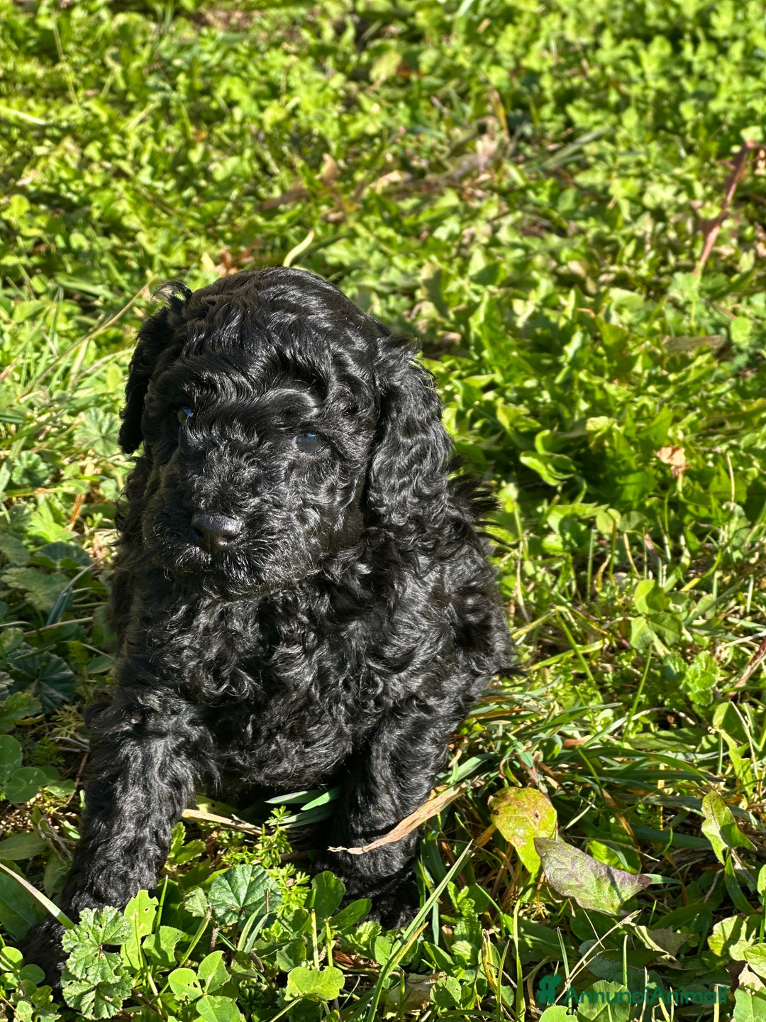 Barboncino cani in vendita: Cucciolo di barboncino total black - Annuncio 3