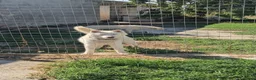 Husky cani in regalo: Zeus: giovane Siberian Husky socievole con tutti  - Annuncio 2