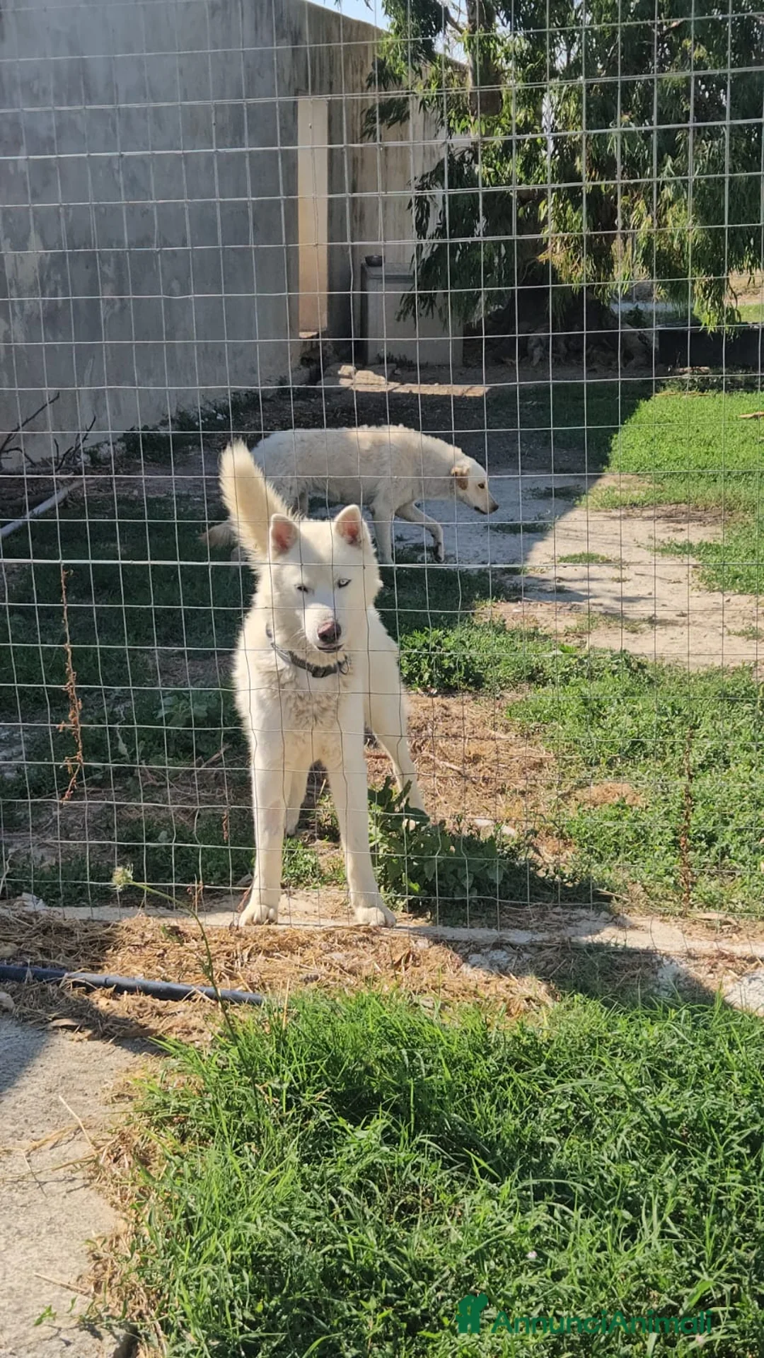 Husky cani in regalo: Zeus: giovane Siberian Husky socievole con tutti  - Annuncio 2