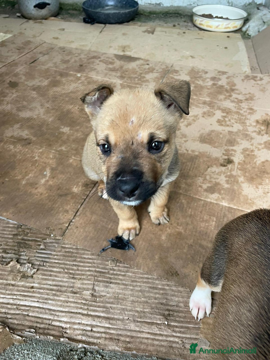 Meticcio cani in regalo: SPLENDIDO CUCCIOLOTTO - Annuncio 4