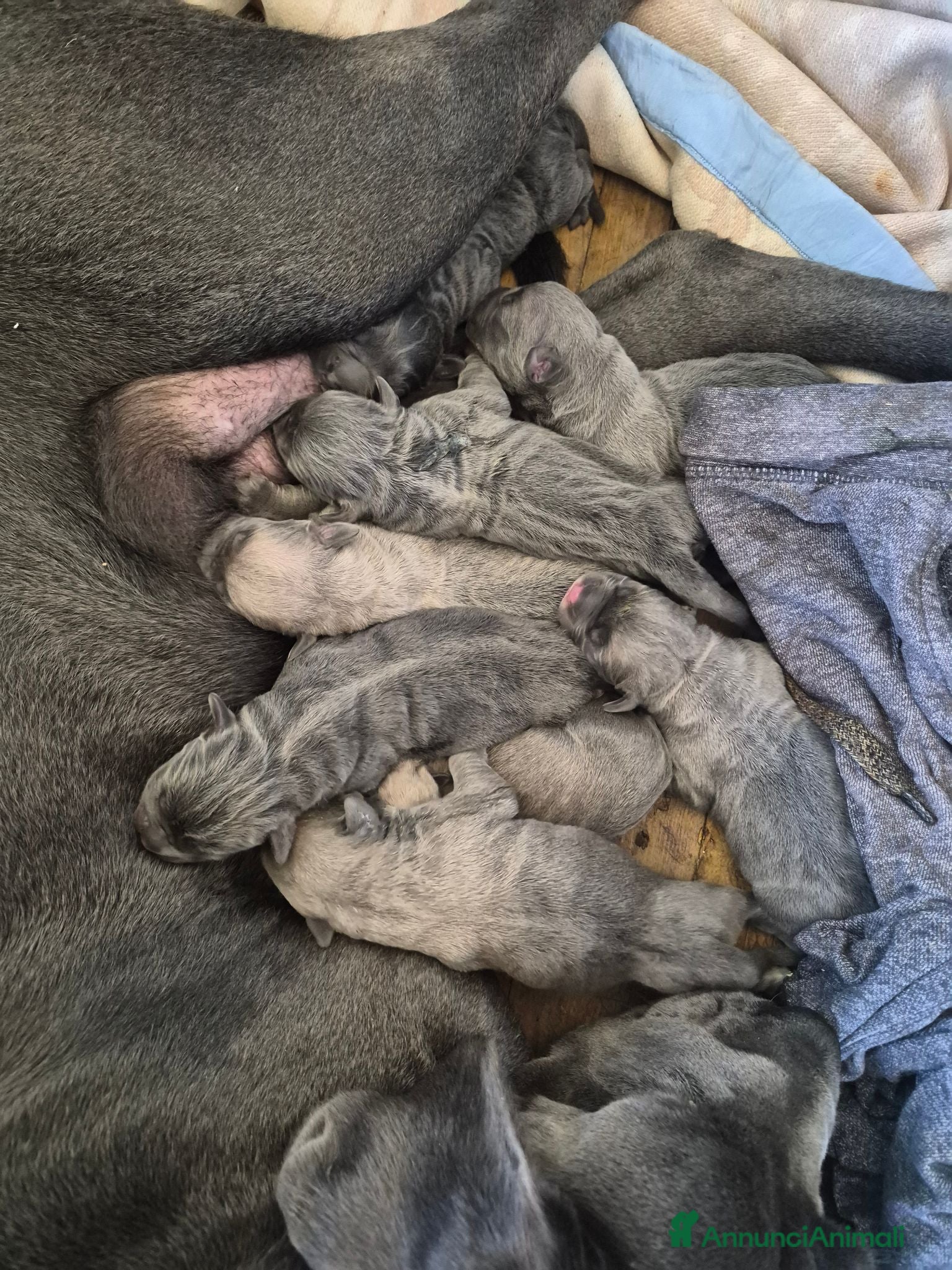 Cane Corso cani in vendita: Cane corso - Annuncio 2