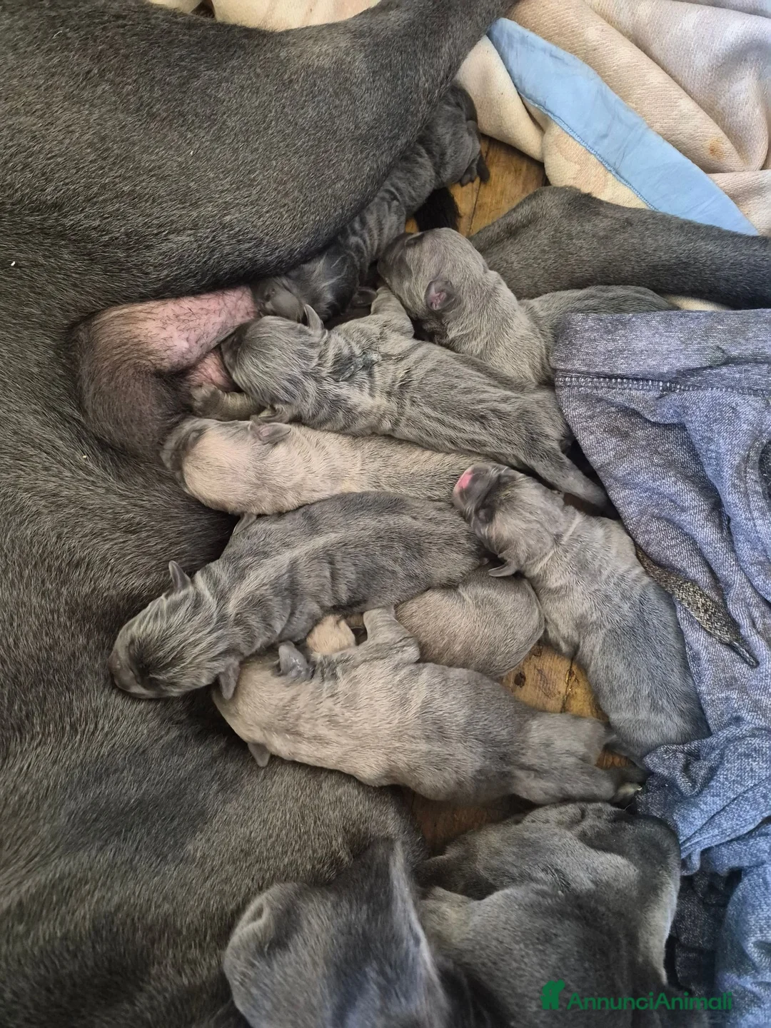 Cane Corso cani in vendita: Cane corso a Provincia di Asti - Annuncio 1