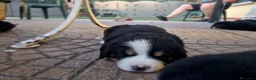 Bovaro del Bernese cani in vendita: Cuccioli bovari del bernese  - Annuncio 16