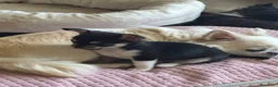 Chihuahua cani in vendita: Cucciola Chihuahua femmina – dolcissima – a Città Metropolitana di Firenze - Annuncio 8