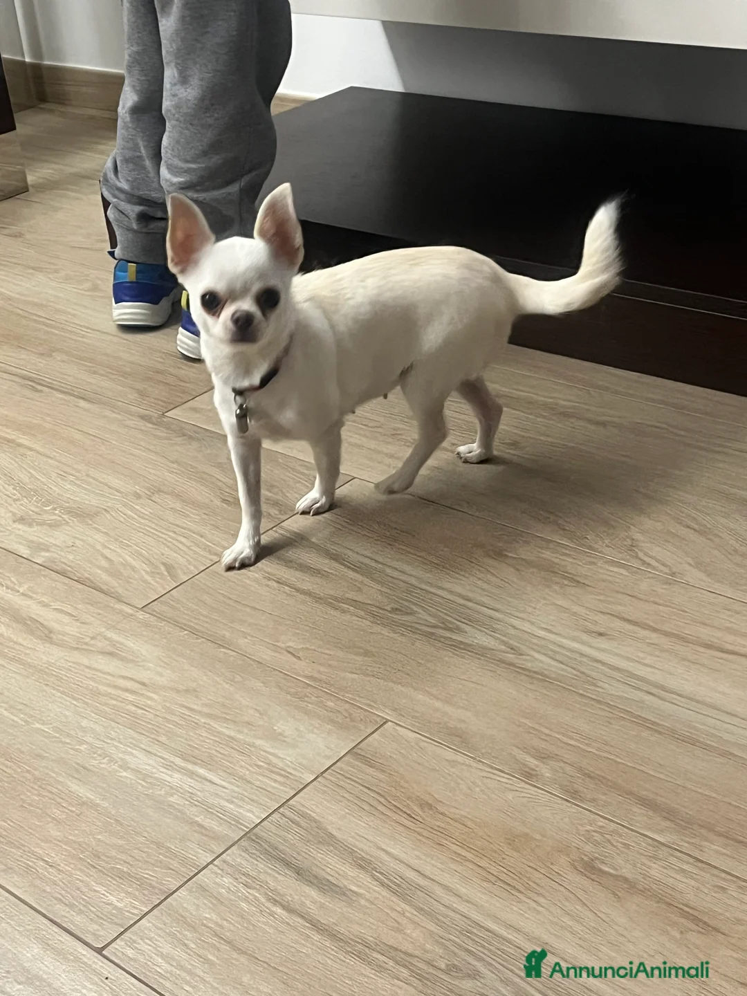 Chihuahua cani in vendita: Chihuahua con pedigree  - Annuncio 1