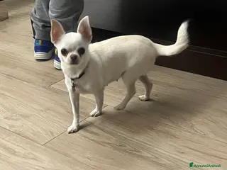 Chihuahua cani Chihuahua con pedigree - Annuncio 1