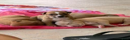 Pitbull cani in vendita: Vendesi cuccioli American Pitbull Terrier  a Città metropolitana di Palermo - Annuncio 21