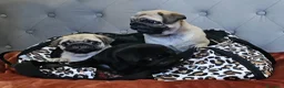 Carlino cani in vendita: Cuccioli carlino con pedigree ENCI  - Annuncio 10