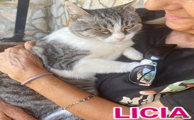 Europeo gatti - Annuncio 14