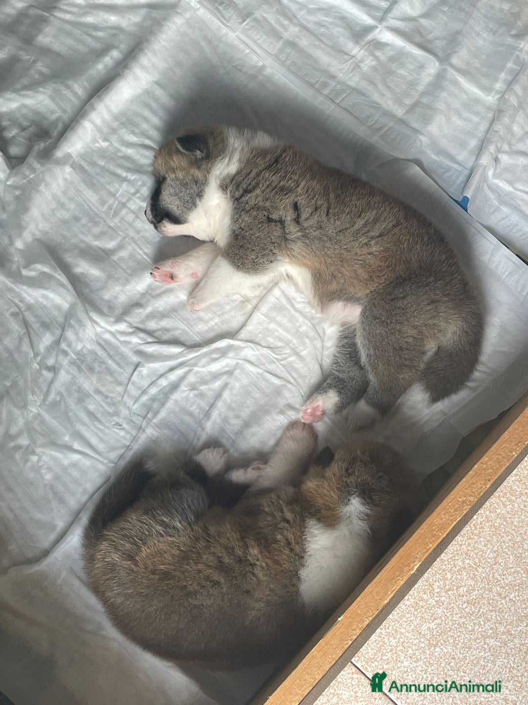 Akita Inu cani in vendita: Akita giapponese - Annuncio 3