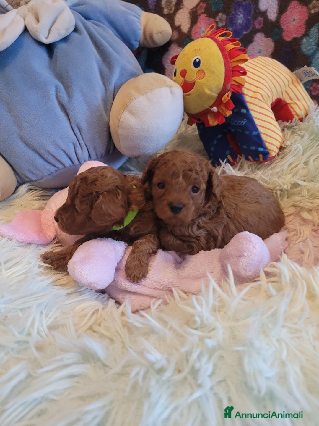 Barboncino Toy cani in vendita: BARBONCINO MASCHIO  RED - Annuncio 3