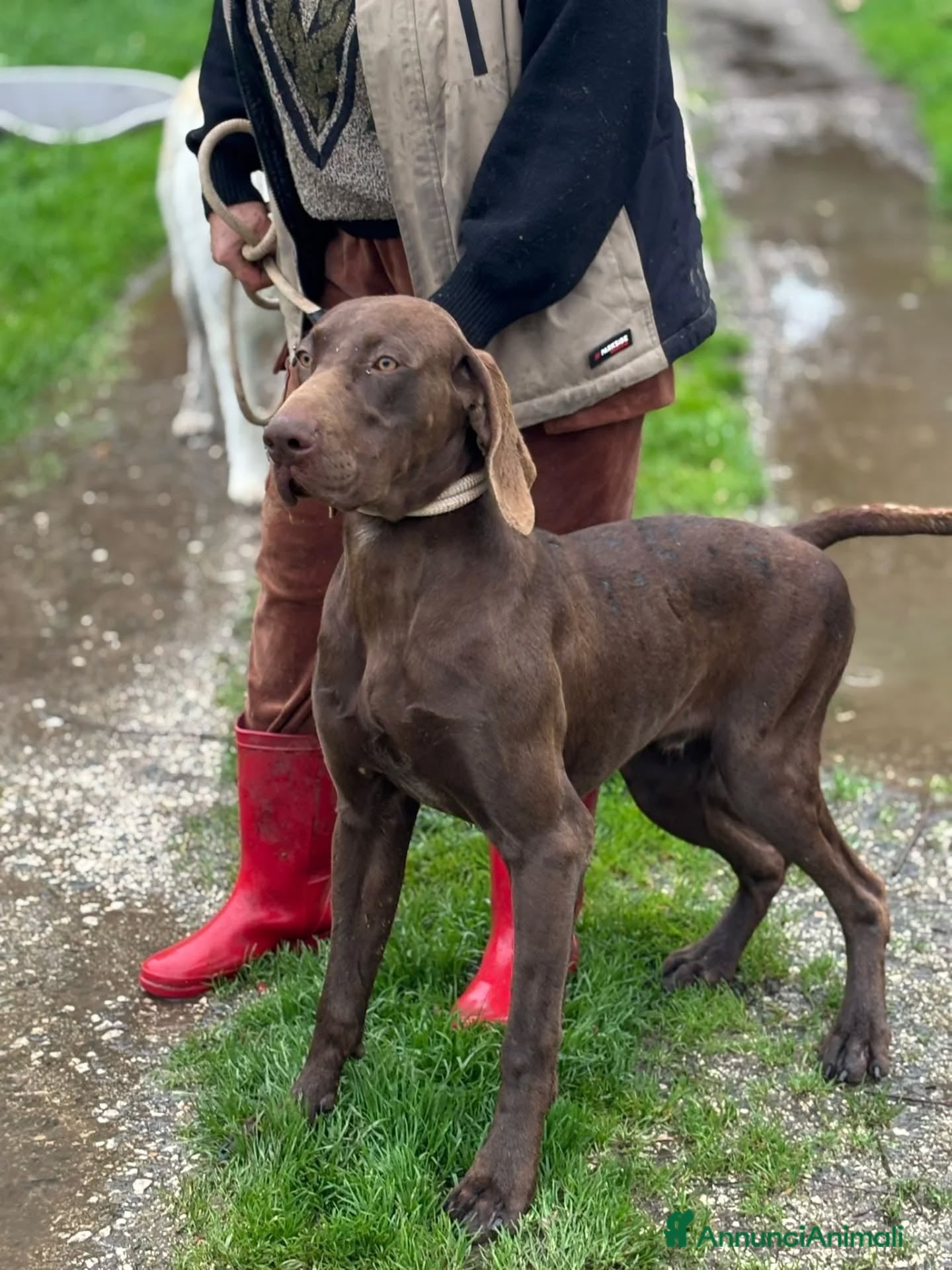 Kurzhaar cani BRANDO kurzhaar puro 16 mesi cerca casa - adozione - Annuncio 2