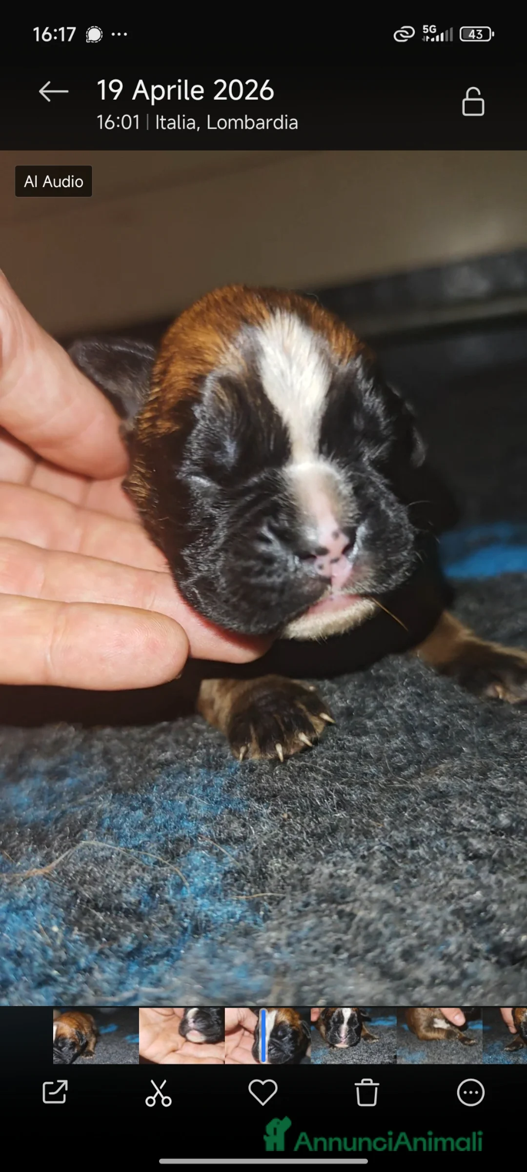 Boxer cani in vendita: Cuccioli boxer a Provincia di Bergamo - Annuncio 2